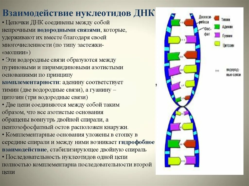 Соединение нуклеотидов днк. Цепь ДНК. ДНК цепочка нуклеотидов. Нуклеотиды ДНК. Связи между нуклеотидами в ДНК.