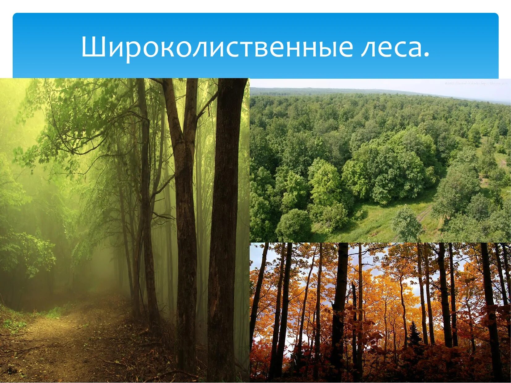 Широколиственный лес рисунок. Тайга смешанный лес широколиственный лес. Широколиственные леса природная зона. Лесная зона :смешанные леса,широколиственные. Зона России смешанные и широколиственные леса.