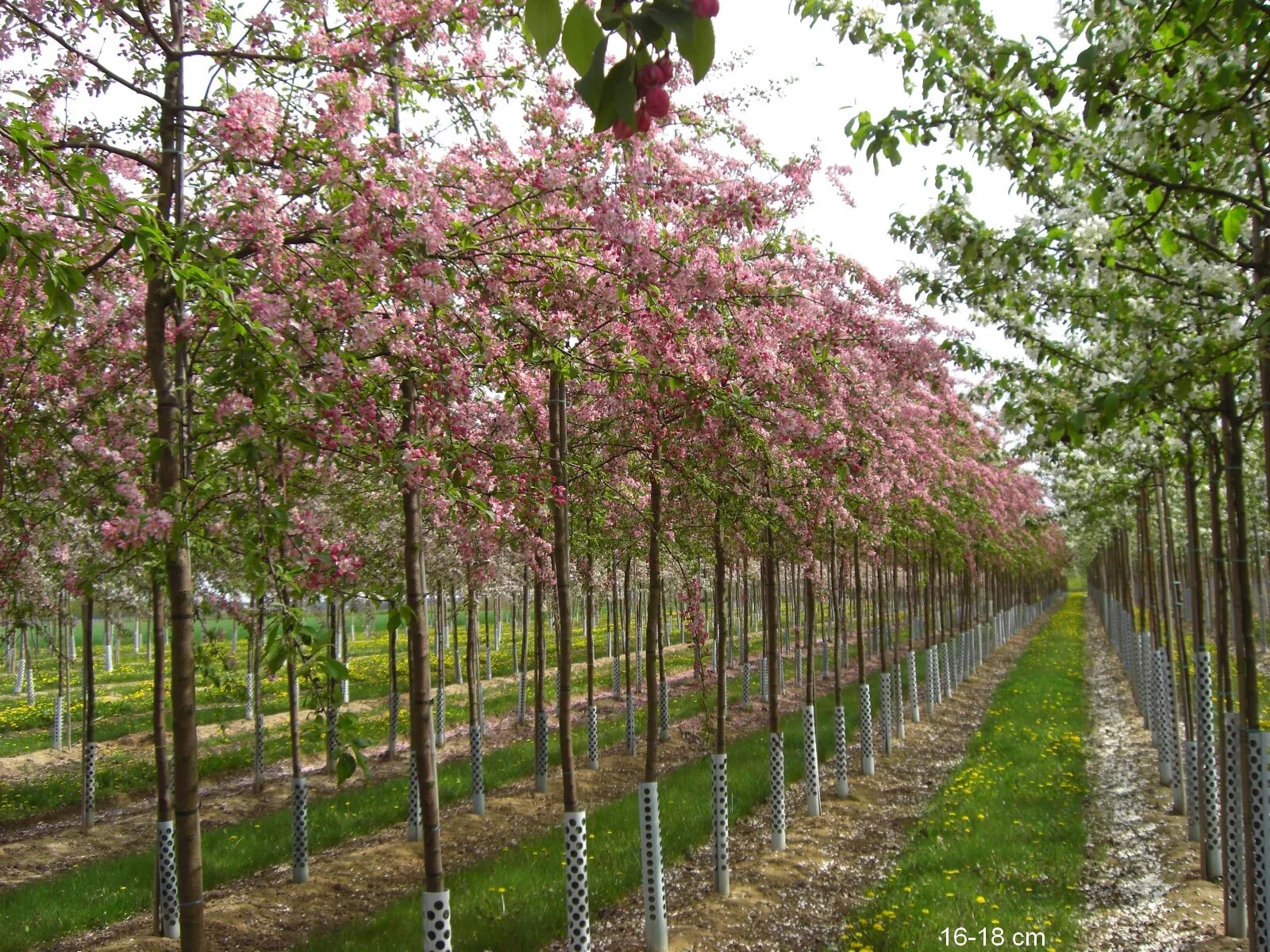 Яблоня обильноцветущая Malus floribunda. Малус флорибунда. Яблоня декоративная флорибунда. Яблоня флорибунда фото. Яблоня флорибунда