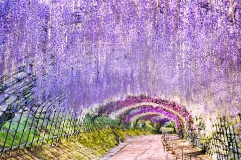 Yes you can wisteria