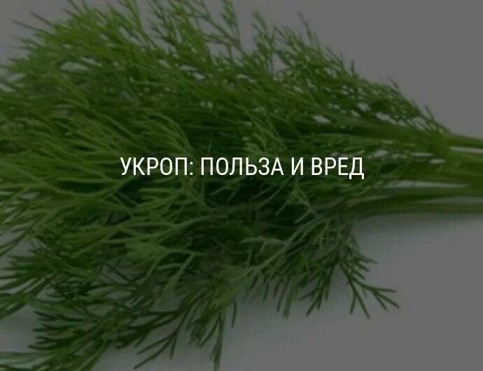 Укроп польза отзывы. Чем полезен укроп. Семена укропа и петрушки. Укроп в народной медицине. Полезные свойства укропа.