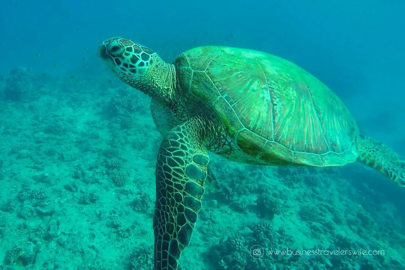 Зеленая черепаха фото An Interesting Dive Buddy: The Green Sea Turtle Dive Training Magazine Scuba D
