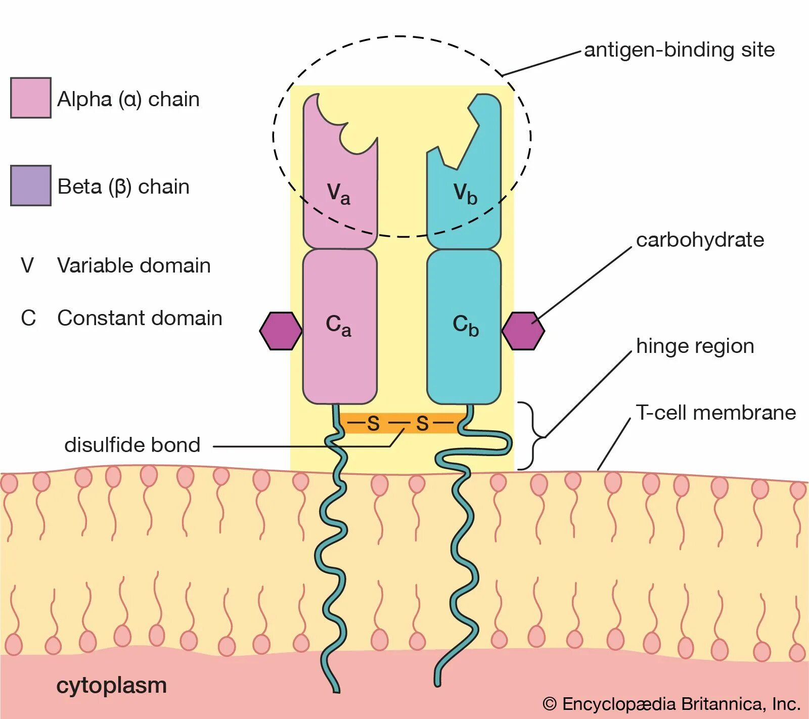 T cell receptor