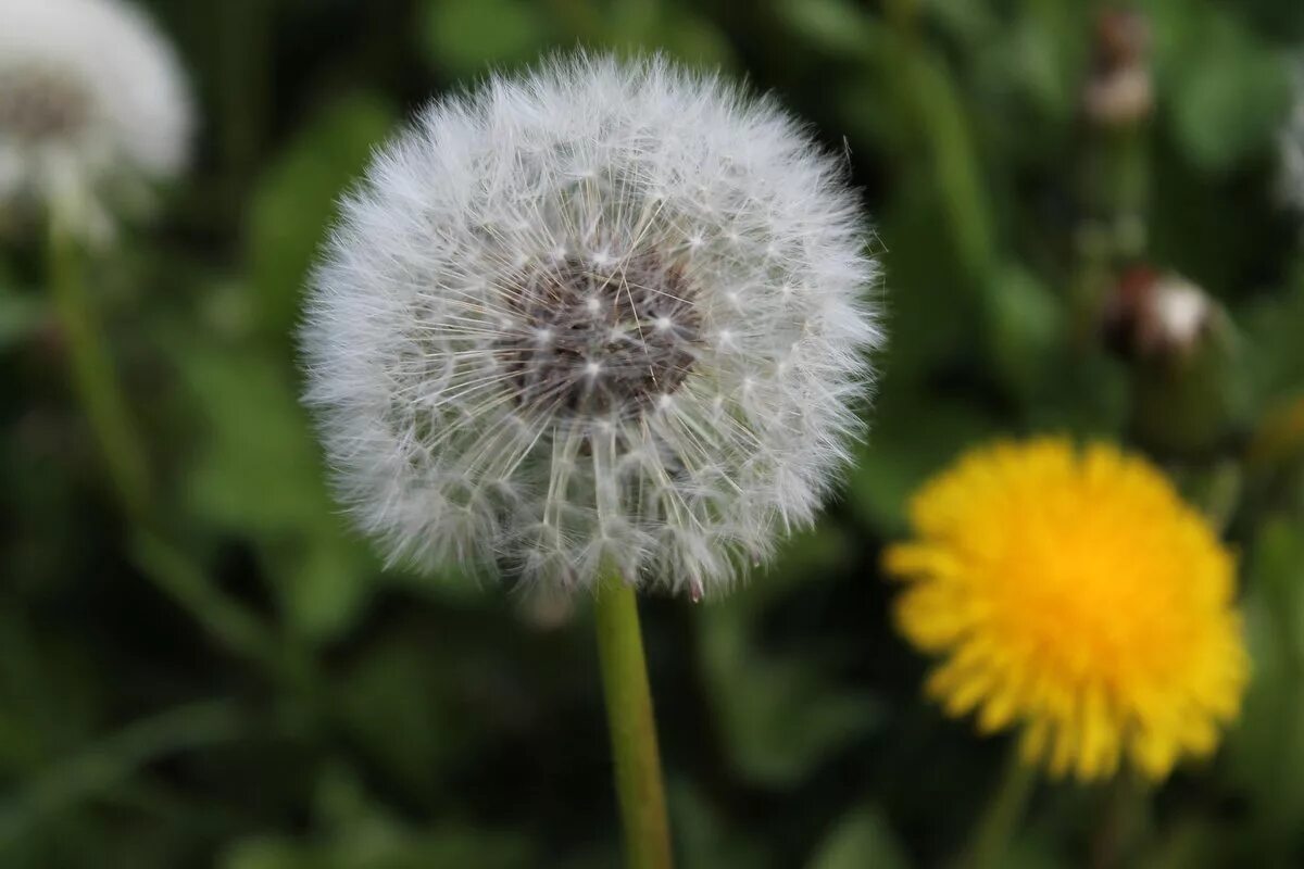 Цветок одуванчика лекарственного. Одуванчик лекарственный Taraxacum officinale Wigg.. Одуванчик полевой обыкновенный. Одуванчик Дальштедта. Кульбаба обыкновенная.