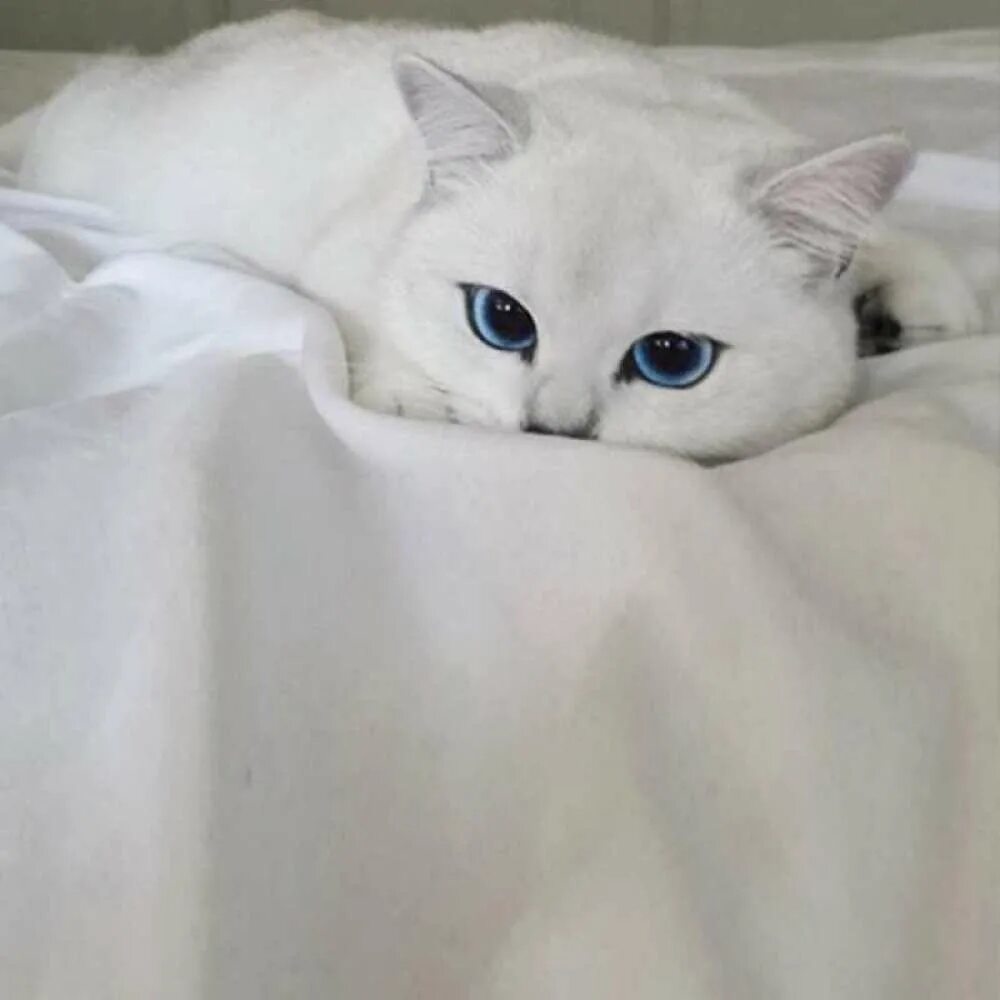 Котик скажи мяу. Шиншилла Пойнт Коби. Белая Британская шиншилла Коби. Британская короткошерстная Коби. Котик с голубыимы глаза.