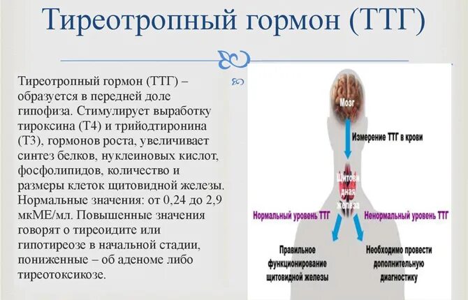 Повышенный тиреотропный гормон. Тиреотропный гормон синтезируется. Тиреотропный гормон гипофиза. Гипофункция тиреотропного гормона. Тироксин и тиреотропный гормон.