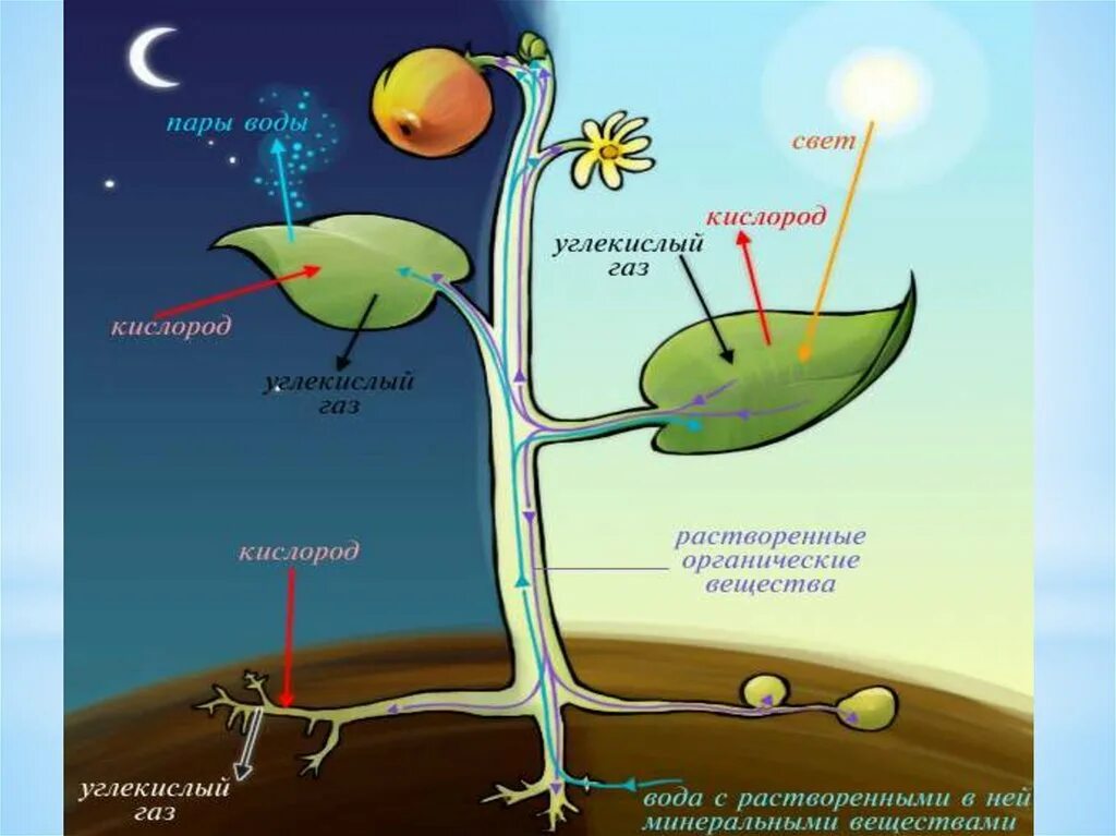 Схема как происходит дыхание растений. Схема фотосинтеза у растений. Процесс фотосинтеза у растений схема. Процесс дыхания растений. Обмен веществ у растений.