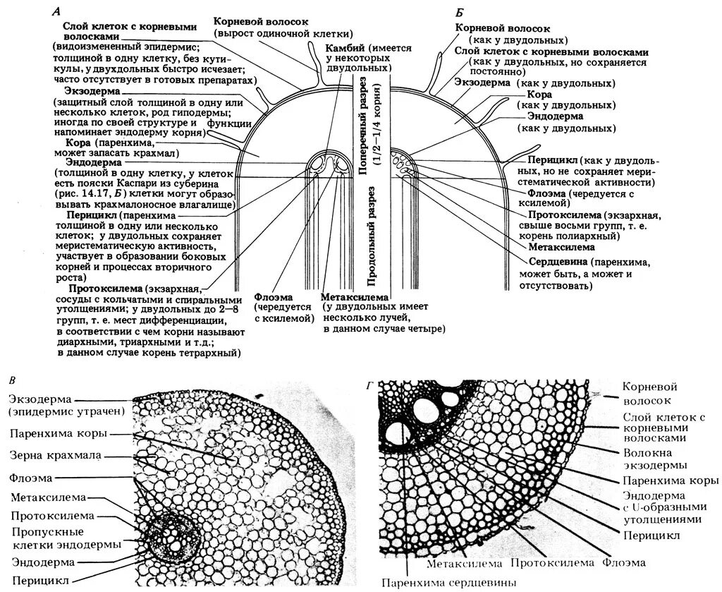 Поперечный срез стебля однодольного растения (рисунок). Строение корня однодольных и двудольных растений. Строение корня однодольных и двудольных растений. Поперечный срез корня однодольного и двудольного. Строение стебля однодольного растения.