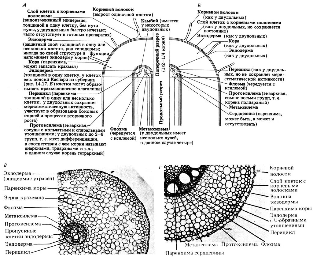 Корни двудольных и однодольных растений. Строение корня однодольных и двудольных растений. Первичное Анатомическое строение корня однодольного растения. Первичное строение корня однодольного и двудольного растения. Первичное Анатомическое строение корня однодольных и двудольных..