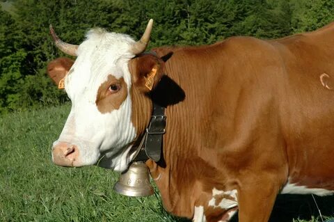 Cow body