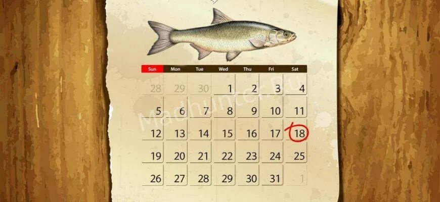Календарь активности жереха в центральной России. Рыбалка карта клева