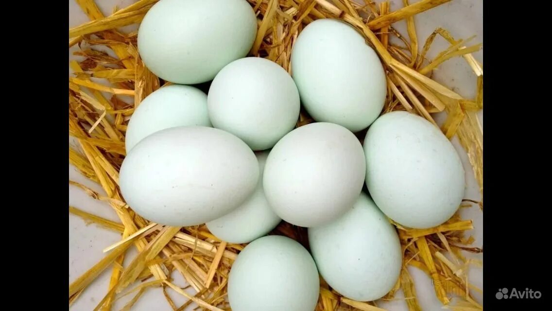 Брянская область куплю яйцо. Инкубационное яйцо утки. Агидель Фаворит яйцо. Утиные яйца. Яйцо пекинской утки.