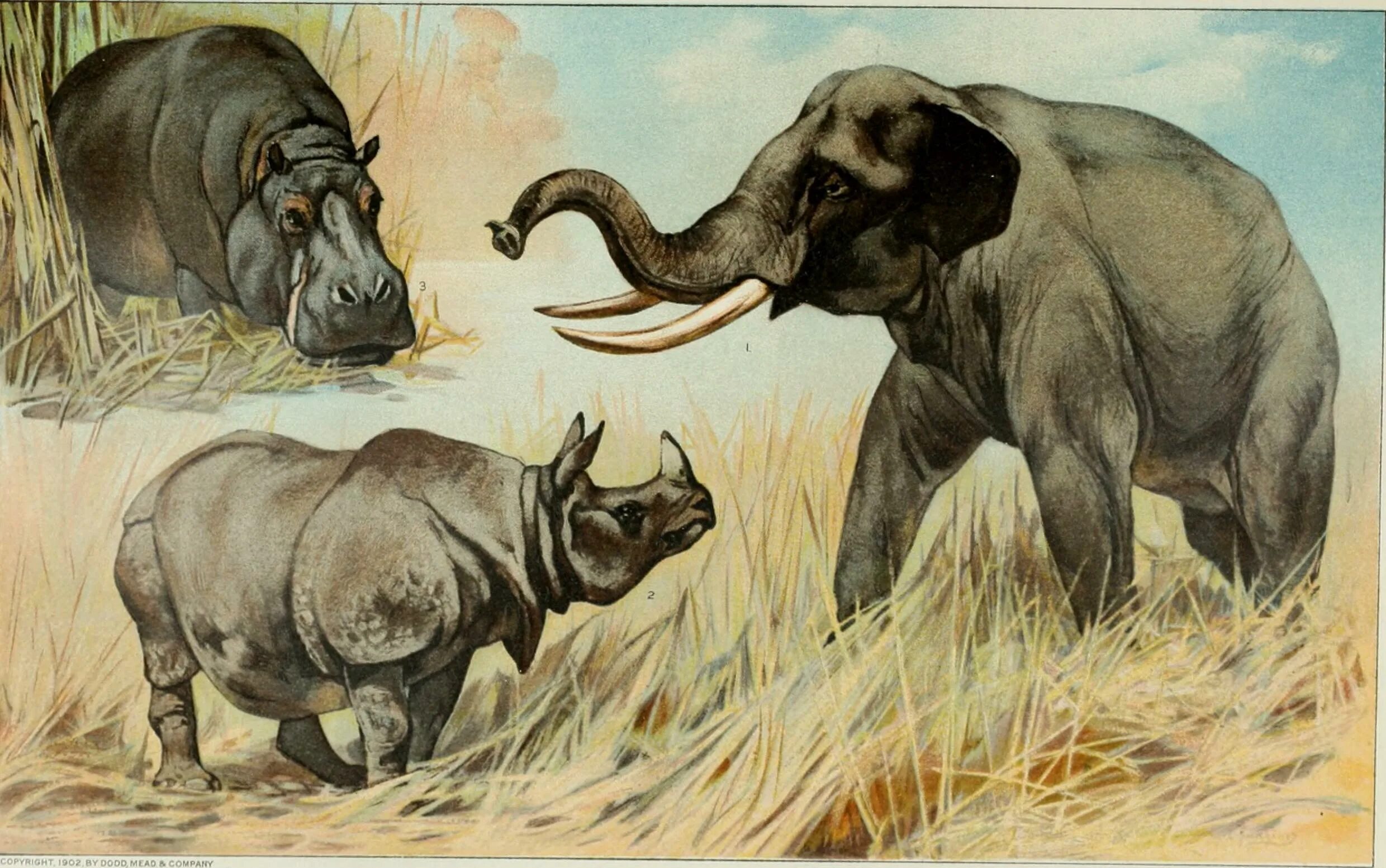 Носорог и воловья птица тип взаимоотношений. Elephas maximus. слоны и носороги. птица носорог рисунок. айболит слоны и носороги.