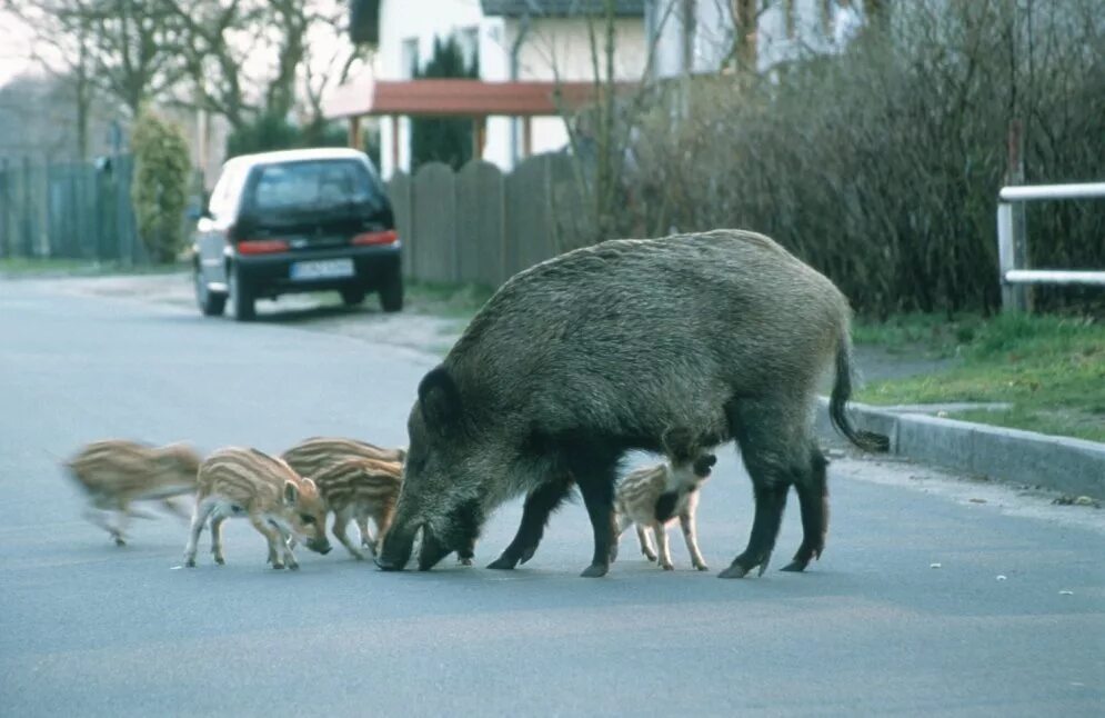 Кабаны в зоопарке