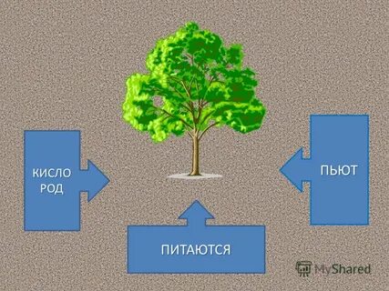 Кислый род