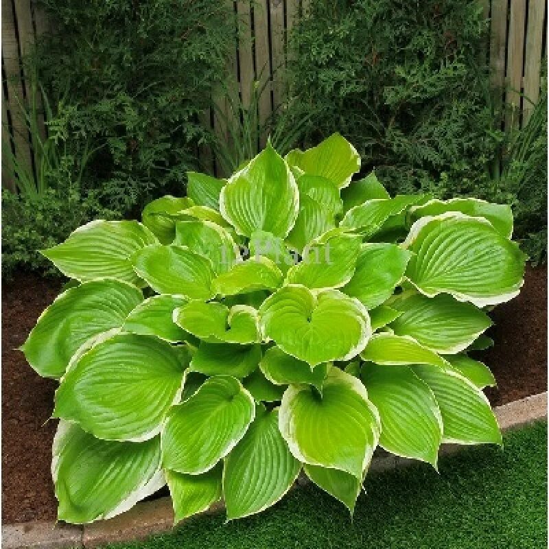 Код хосты. Хоста гибридная винтер сноу. Хоста сноу кап. Хоста гигант empress wu. Хоста алмост.