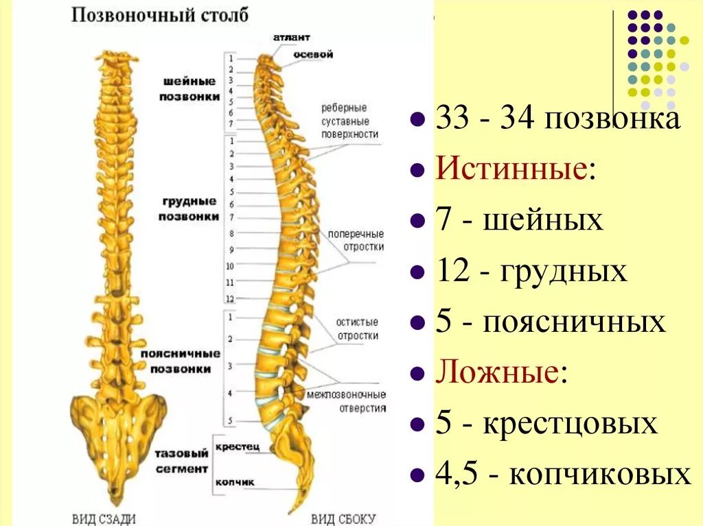 Найдите грудной отдел позвоночника обратите. Строение позвоночника l2 l3. Сегмент l1 s1 позвоночника. Строение позвоночника позвонок l1. Строение позвоночного столба 1 отдела.