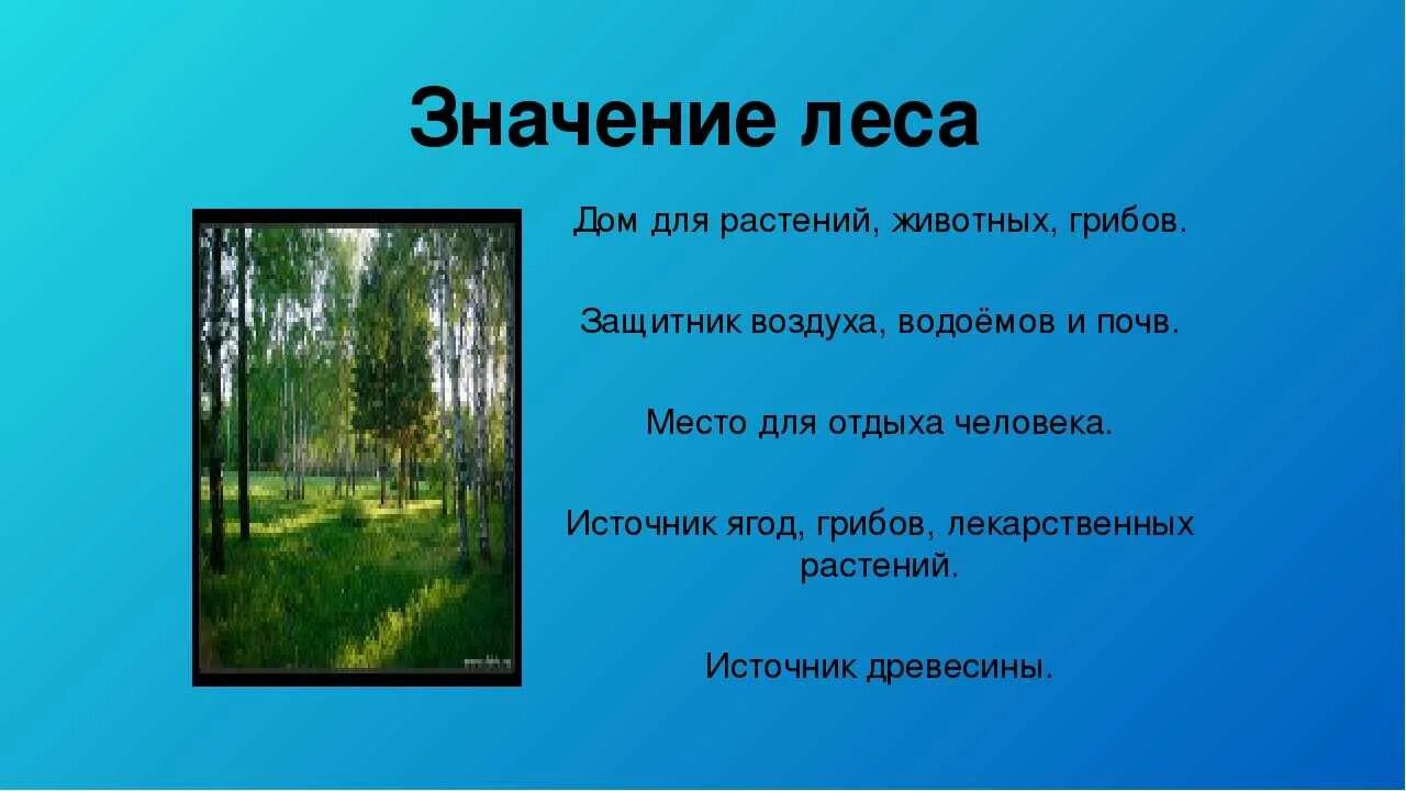 Описание природного сообщества лес. Лес для презентации. Проект на тему лес. Сообщение о природном сообществе леса. Роль леса для человека.