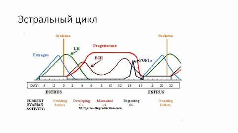 Курс цикл