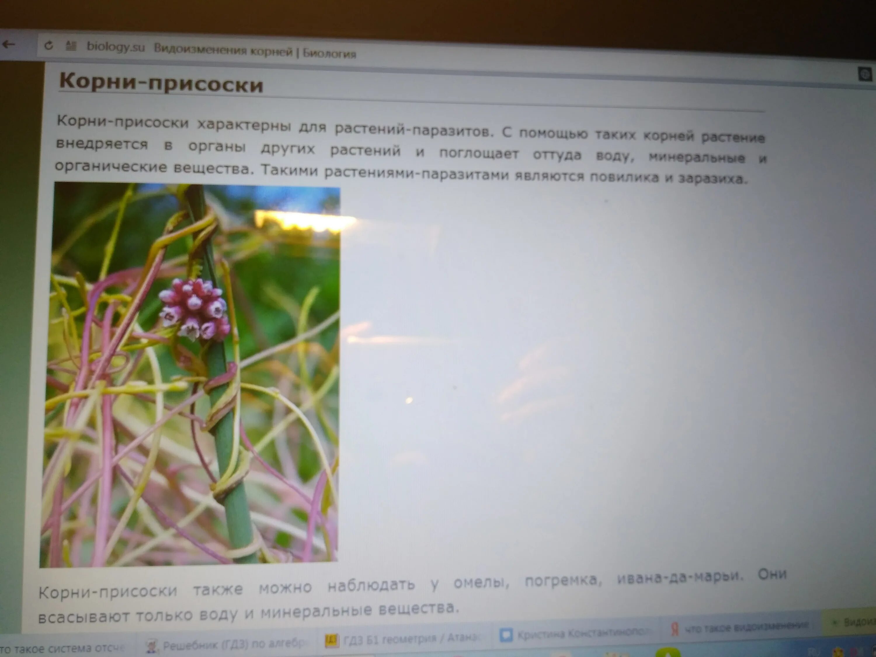 Видоизменением корня является ответ. Видоизменение корня корни присоски. метаморфозы корня корни присоски. корни присоски происхождение. таблица видоизменение корней биология 6 класс.
