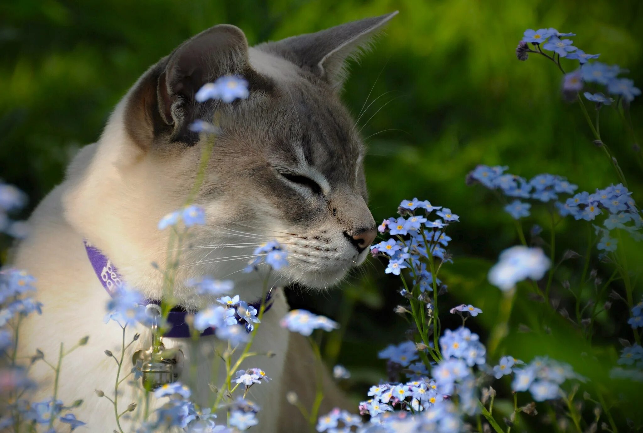 Весенняя кошечка. Кошка в цветах. Весенняя кошка. Кошка на природе.