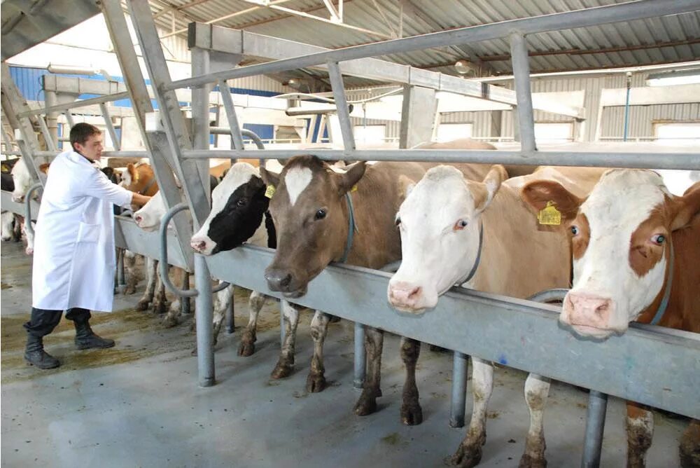 Белорусские агровыставки. Животновод беларусь. Отрасли животноводства в белоруссии. Ферма крс татаринцы. Ветеринария в сельском хозяйстве.