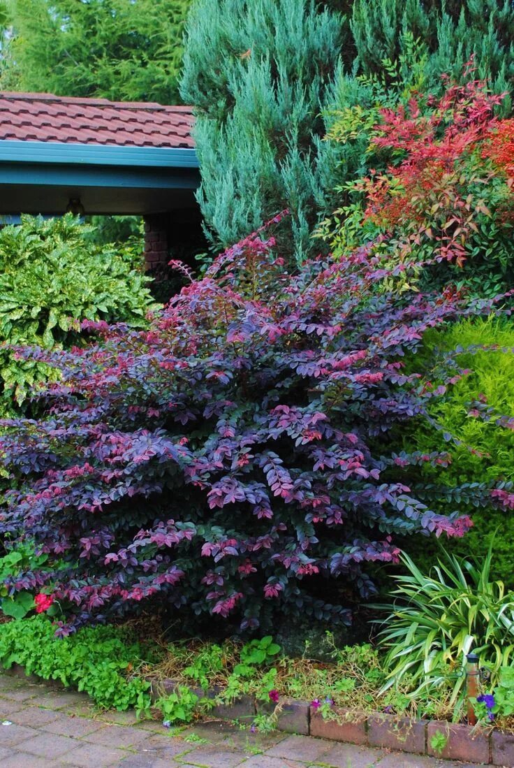 Файл:Astilbe 02.JPG - Вікіпедыя