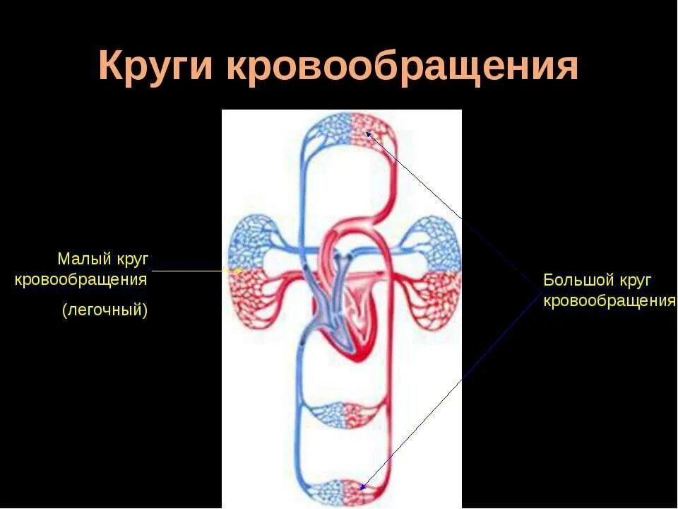 МКК малый круг кровообращения. Большой круг кровообращения (БКК). 5 Кругов кровообращения. Малый круг кровообращения впервые описали:.