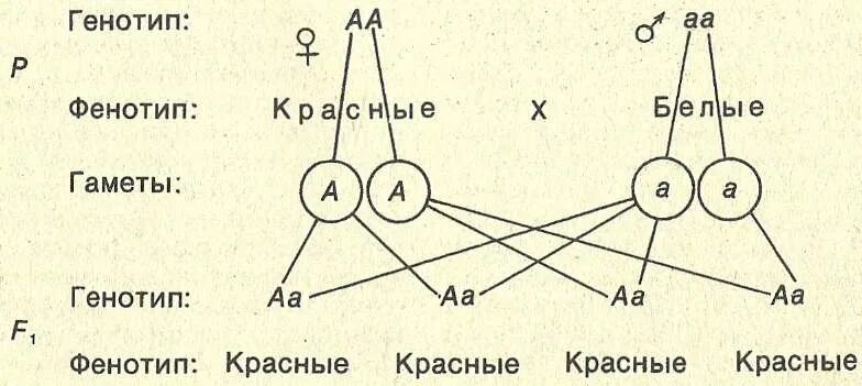 Генотип материал