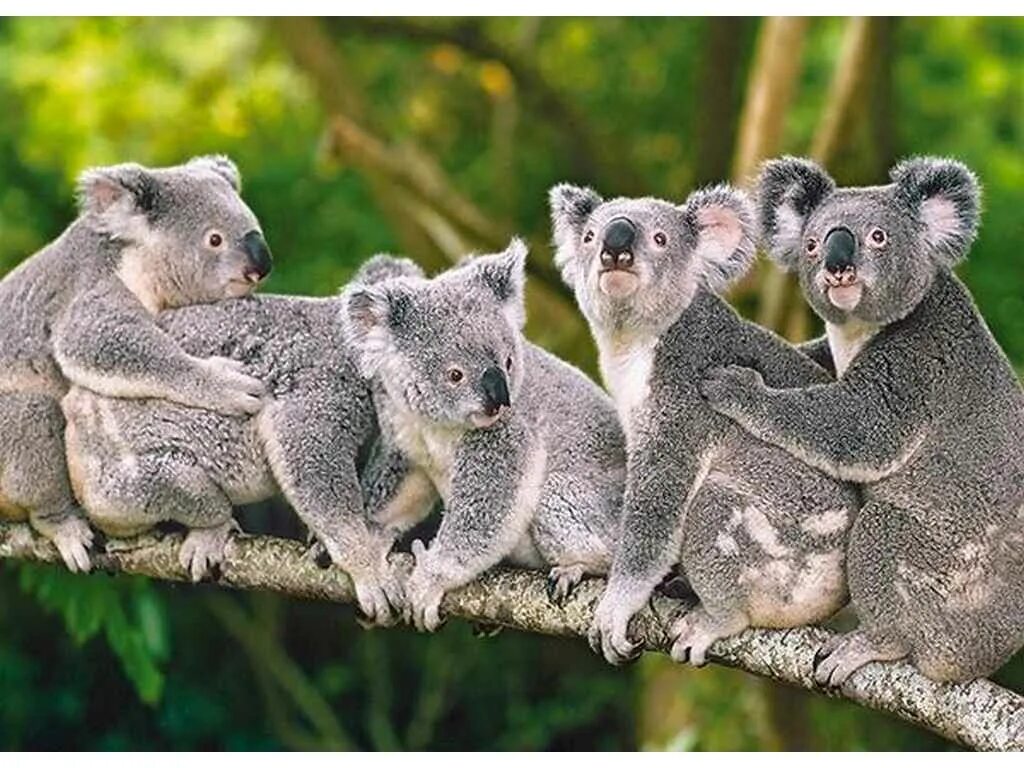 Коала сумчатое. Коала сумчатое животное фото. Пазл Castorland Family of Koalas (b-13289), 120 дет.. Семья коал.