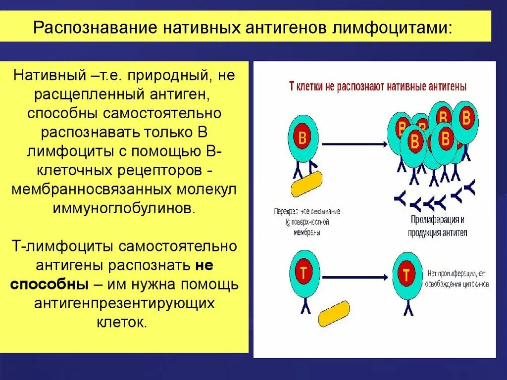 Распознавание антигена т-лимфоцитами. Презентовать антиген т-лимфоцитов способны. Распознавание антигенов лимфоцитами. Т лимфоцит и антиген. Основные группы антигенов