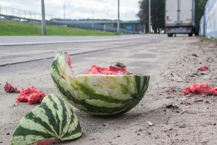 То как арбузы велики. Огромный арбуз. домашний арбуз. всемирный день арбуза. арбузы на дороге.