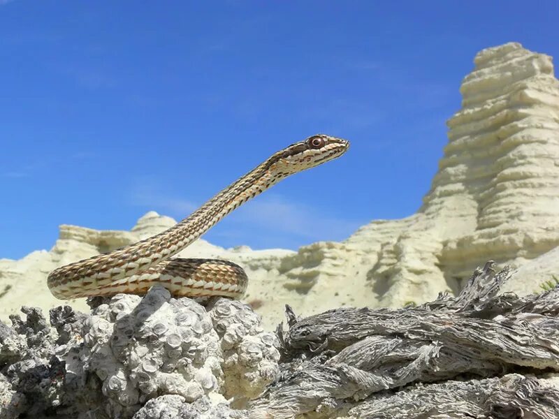 Змея стрела. Змея стрела Кавказская. Psammophis lineolatus. Змея стрела в Казахстане. Змея в пустыне.