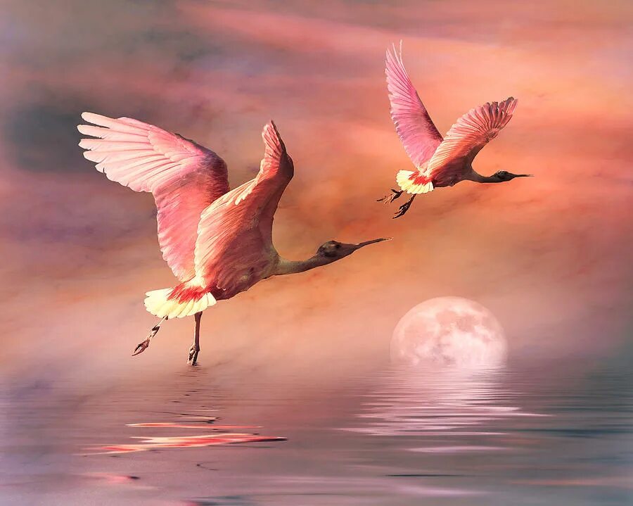 птицы в небе. розовая чайка пошла в небо бесшумной. птицы в небе. птички в небе. розовая чайка пошла в небо бесшумной.