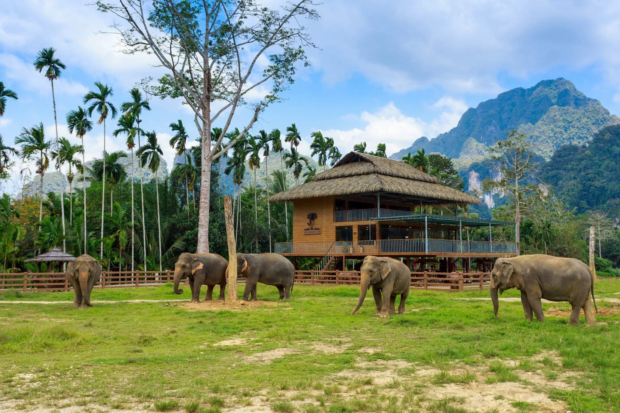 Лагерь слонов в Таиланде. Лагерь слонов в Чингмай. Сафари парк Таиланд. Слоновий Кемп в Чиангмай.