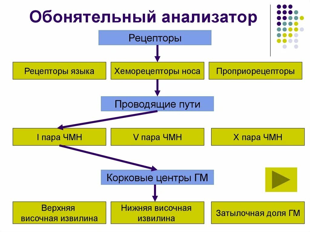 Блок схема обонятельного анализатора. Схема строения обонятельного анализатора. Схема проводящего пути обонятельного анализатора. Анализаторы схема строения обонятельного анализатора. Обонятельный проводниковый отдел