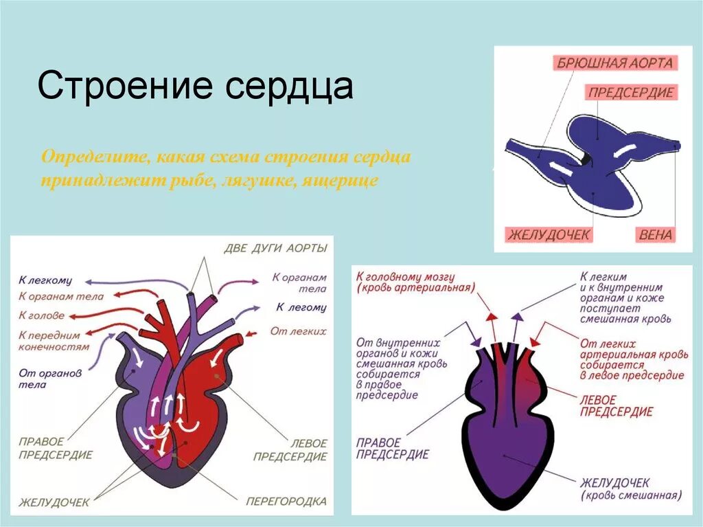 У ящерицы четырехкамерное сердце. Строение сердца пресмыкающихся схема. Схема структуры строения сердца. Схема строения сердца рептилий. Строение сердца земноводных.