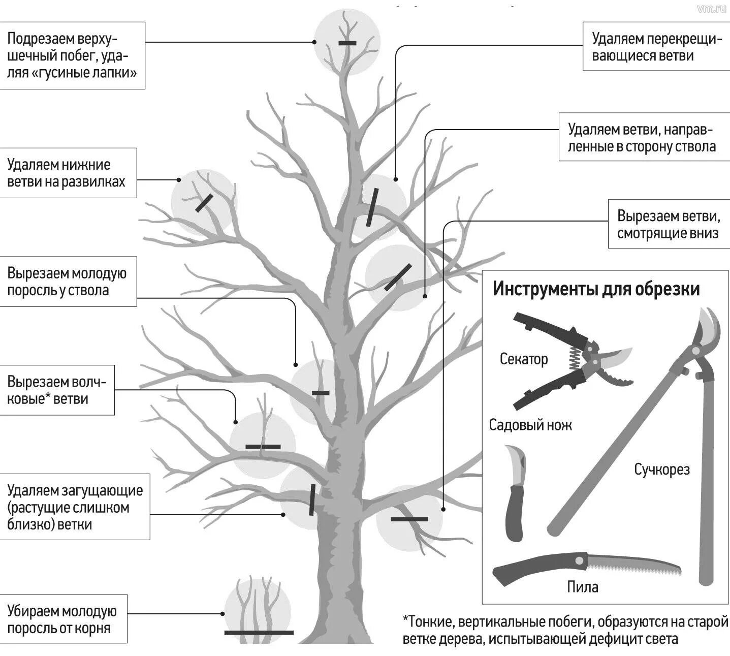 Обрезка деревьев схема плодовых весной