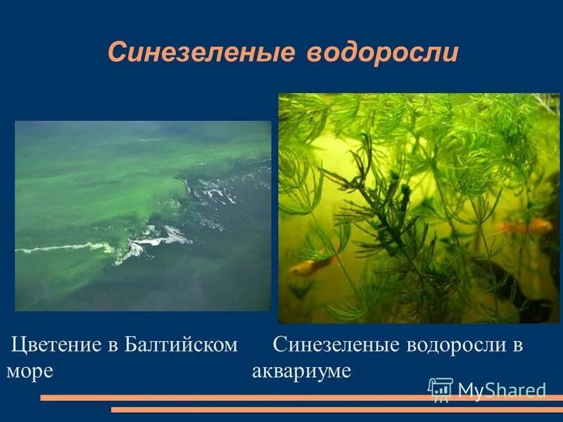 Отдел цианобактерии сине-зеленые водоросли. Синезеленые водоросли. Название сине зеленых водорослей. Название сине зеленых водорослей. Название сине зеленых водорослей.