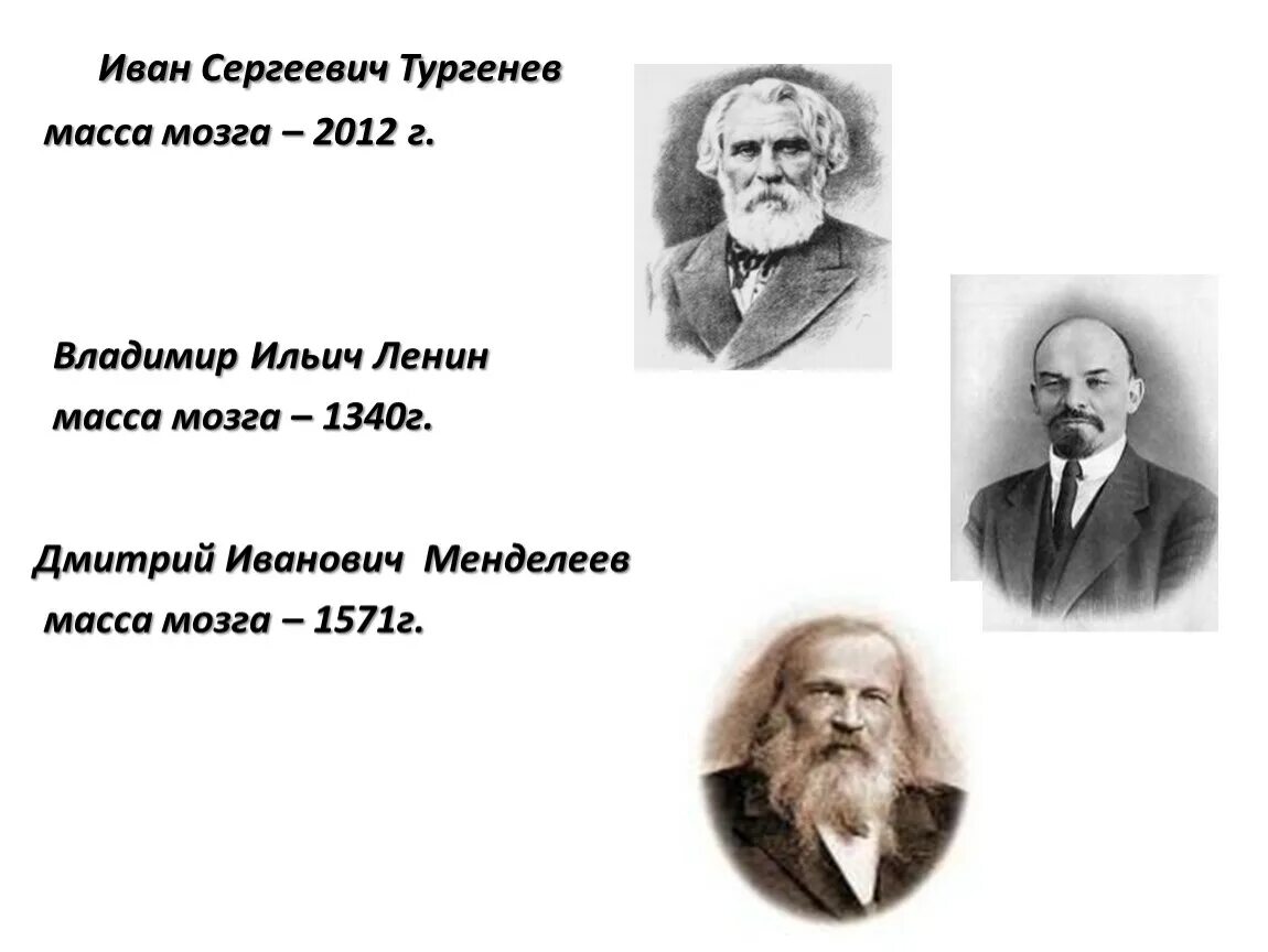 Масса мозга Тургенева. Тургенев масса мозга. Масса мозга Ленина. Мозг Тургенева весил. Ленина тургенева