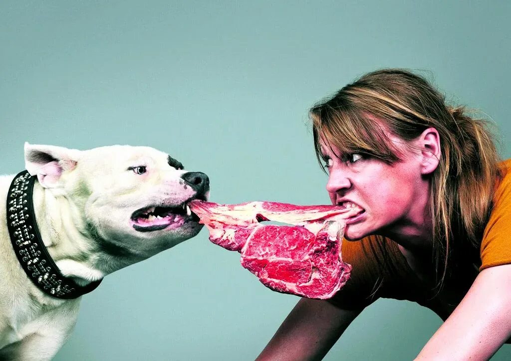 Инстинкты собак. Пищевой инстинкт. Агрессия. Животные и человеческие инстинкты.