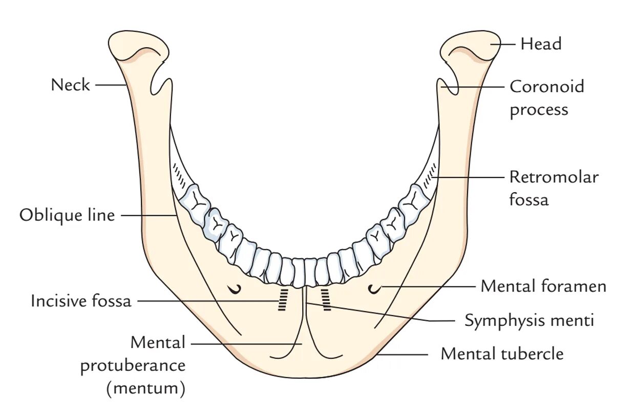 Симфиз нижней челюсти. Mandibular simphysis. Нижняя челюсть (mandibula). Симфиз нижней челюсти на латинском. Челюсть на английском