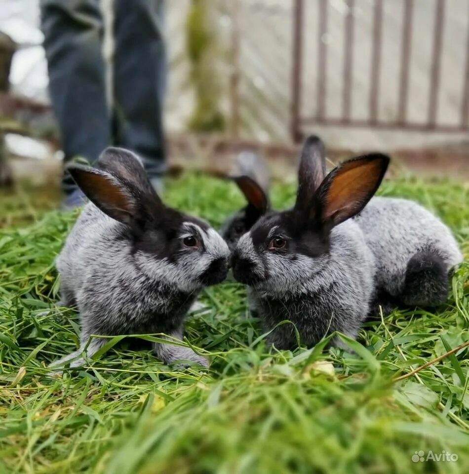 Купить кроликов ростов. Кролики. Кролиководство. Недорогие кролики. Покажи кроликов.