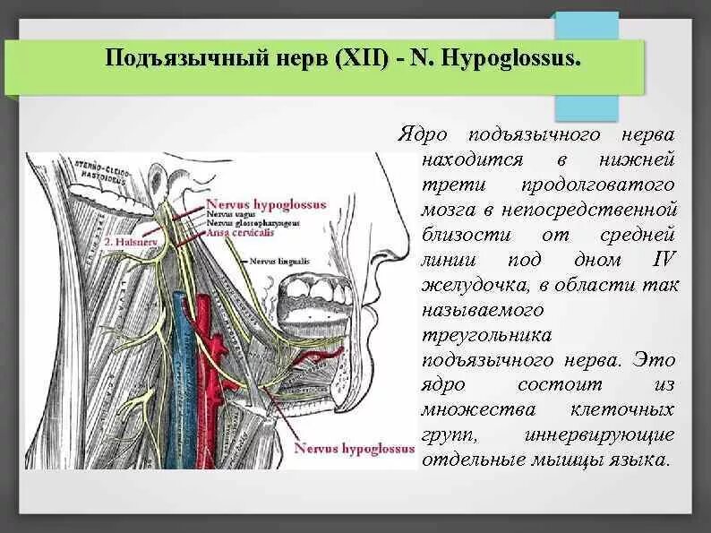 Поражение подъязычного нерва. Подъязычный нерв анатомия. 12 Пара черепных нервов ядра. Подъязычный нерв нерв ядра. Топографическая анатомия подъязычного нерва.