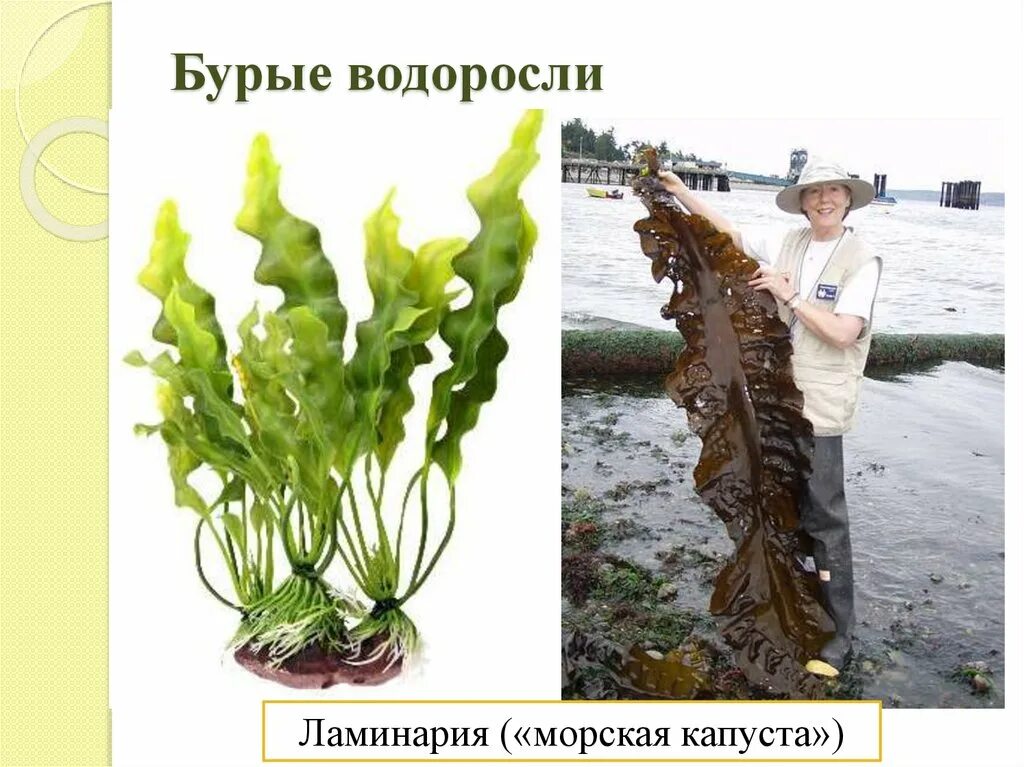 Название трех бурых водорослей. Бурые водоросли ламинария. Морская капуста ламинария. Ламинария царство. Ламинария бурая.