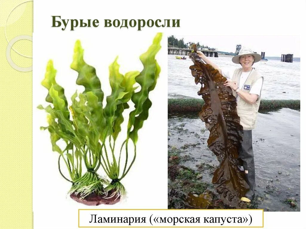 Виды ламинарии. Бурые водоросли ламинария. Морская капуста ламинария. Ламинария царство. Ламинария бурая.