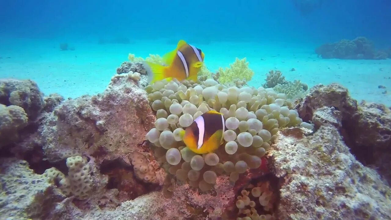 Красное море Хургада. Red Sea Divers Hurghada. Дайвинг в Египте. Красное море Хургада видео. Красное море хургада отзывы