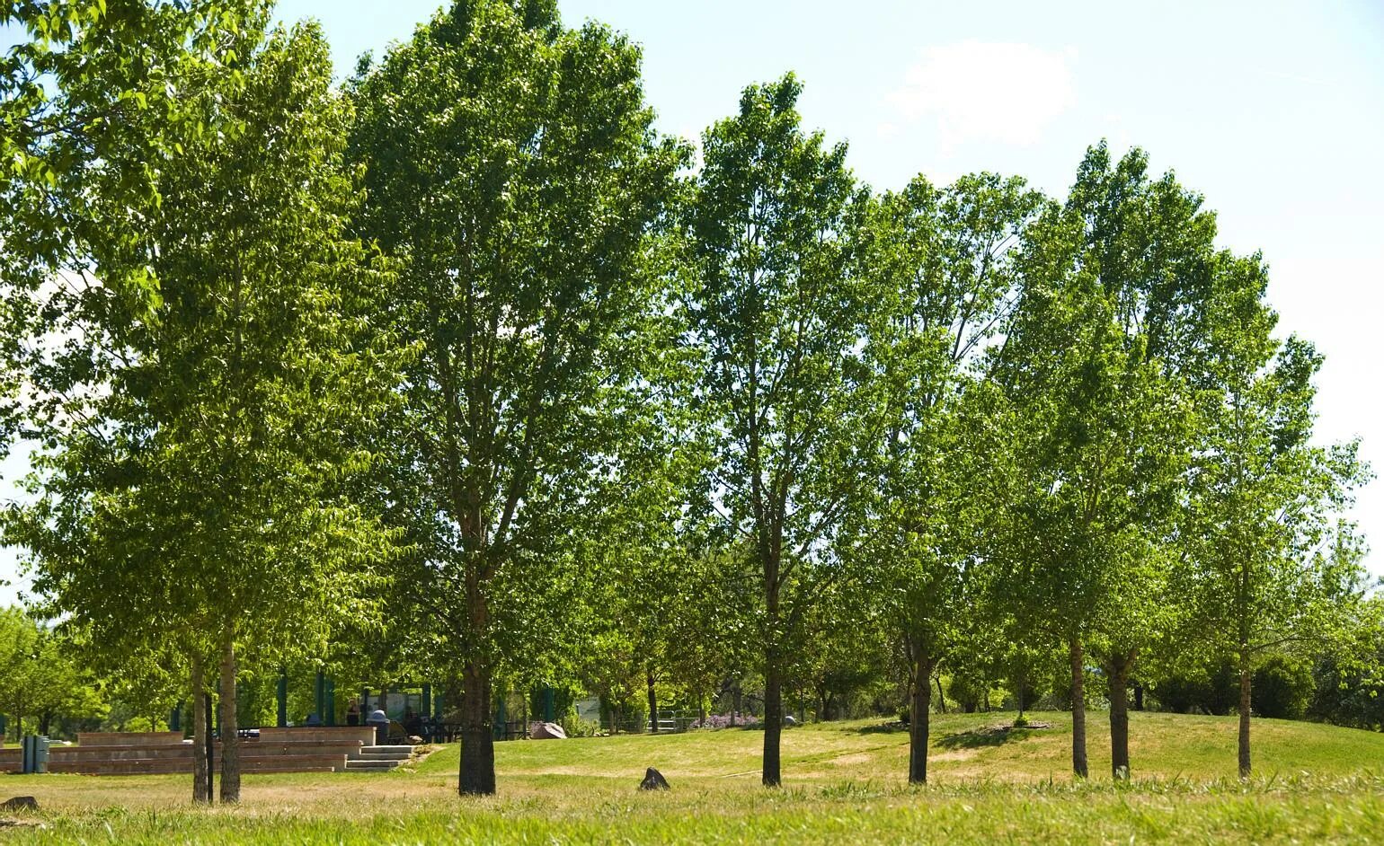 Деревья в ряд. Деревья в ряд вектор. Береза обыкновенная. Ольха сибирская. Береза дерево.