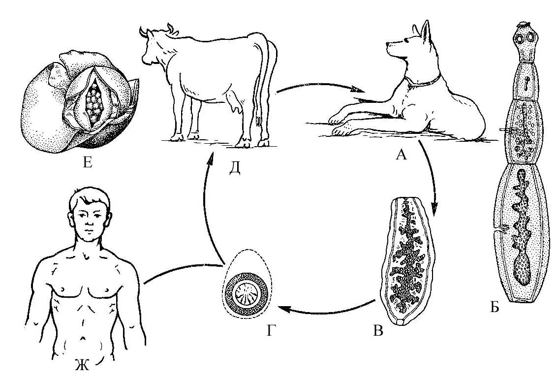 Эхинококки симптомы у людей лечение. Эхинококк возбудитель эхинококкоза. Тыквовидный цепень цикл развития. Жизненный цикл тыквовидного цепня схема. Эхинококкоз собак яйца.