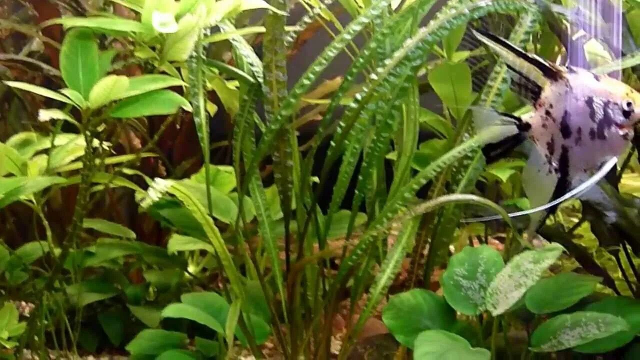 Съели скалярию